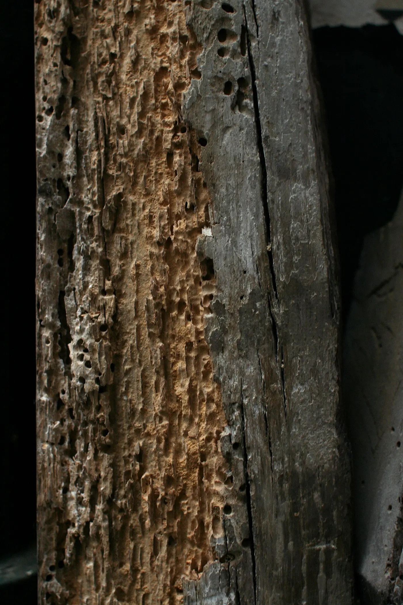 An oak joist in place with its sapwood destroyed by wood boring beetle attack, showing dense holes and open galleries.