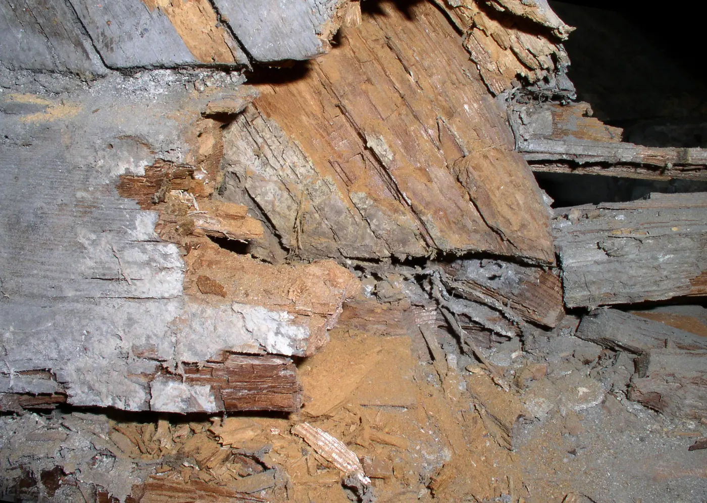 The foot of a roof truss broken into brick-like cubes by brown rot, with fungal cords visible beneath the tenon.