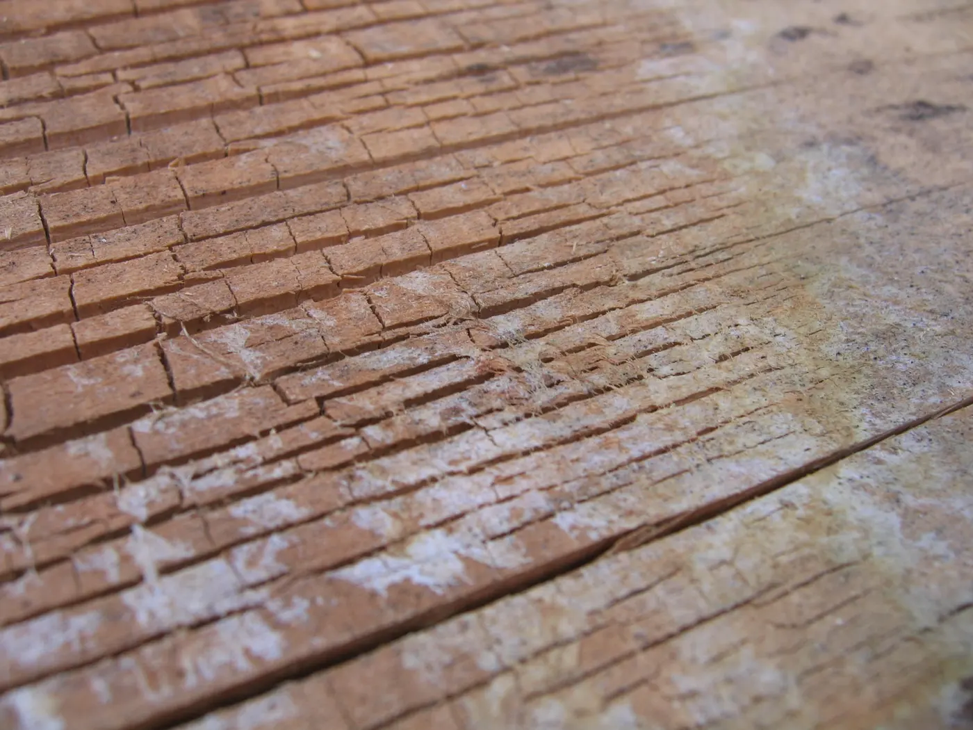Close macro of timber cracked into a grid of cubes by brown rot, with white fungal threads running through the fissures.