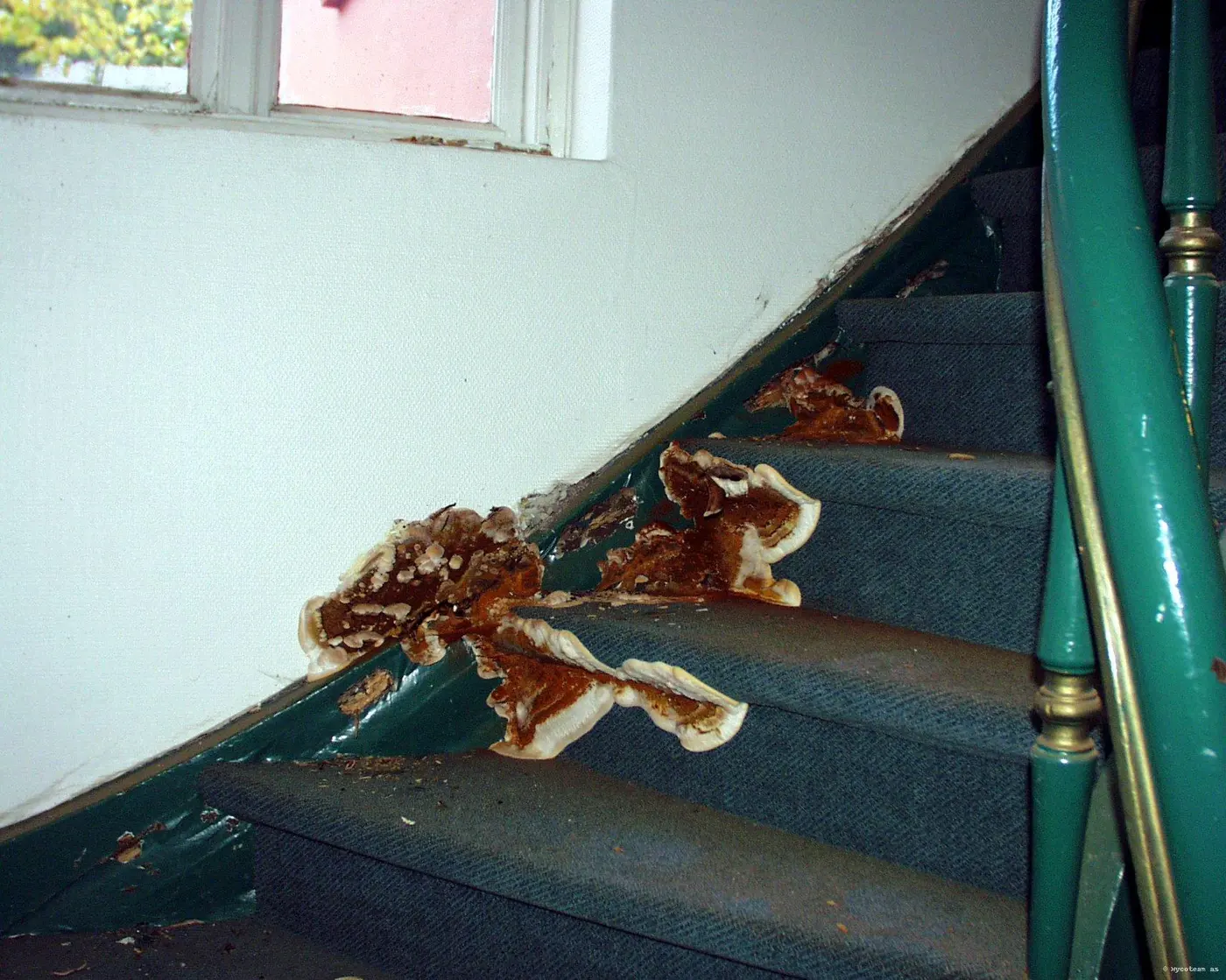Rust-brown dry rot fruiting bodies with pale margins bursting out through the string and treads of a carpeted domestic staircase.
