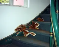 Serpula lacrymans fruiting bodies (brackets) erupting through a domestic staircase string and treads