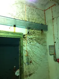 Serpula lacrymans mycelial cords (rhizomorphs) fanning out across a painted brick wall from a door frame