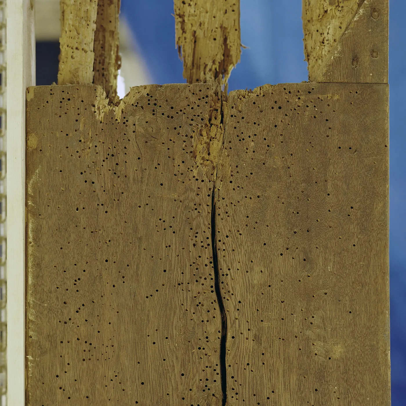Structural oak timber densely covered in round beetle exit holes in a historic church interior.