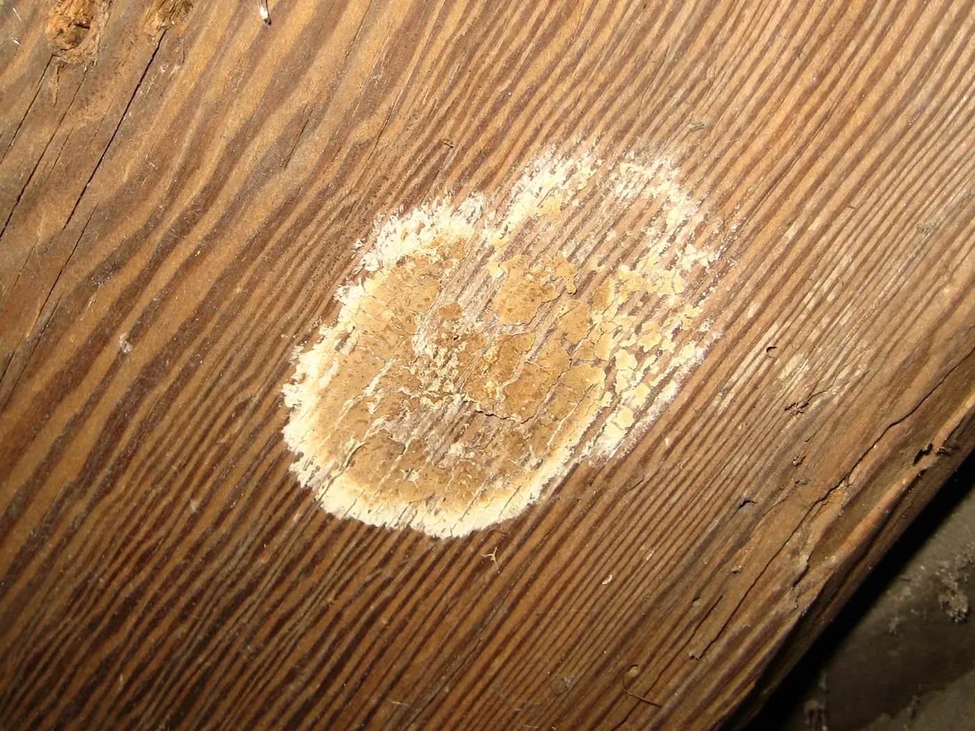 A small dried ochre crust of cellar fungus fruiting body on a roof rafter.