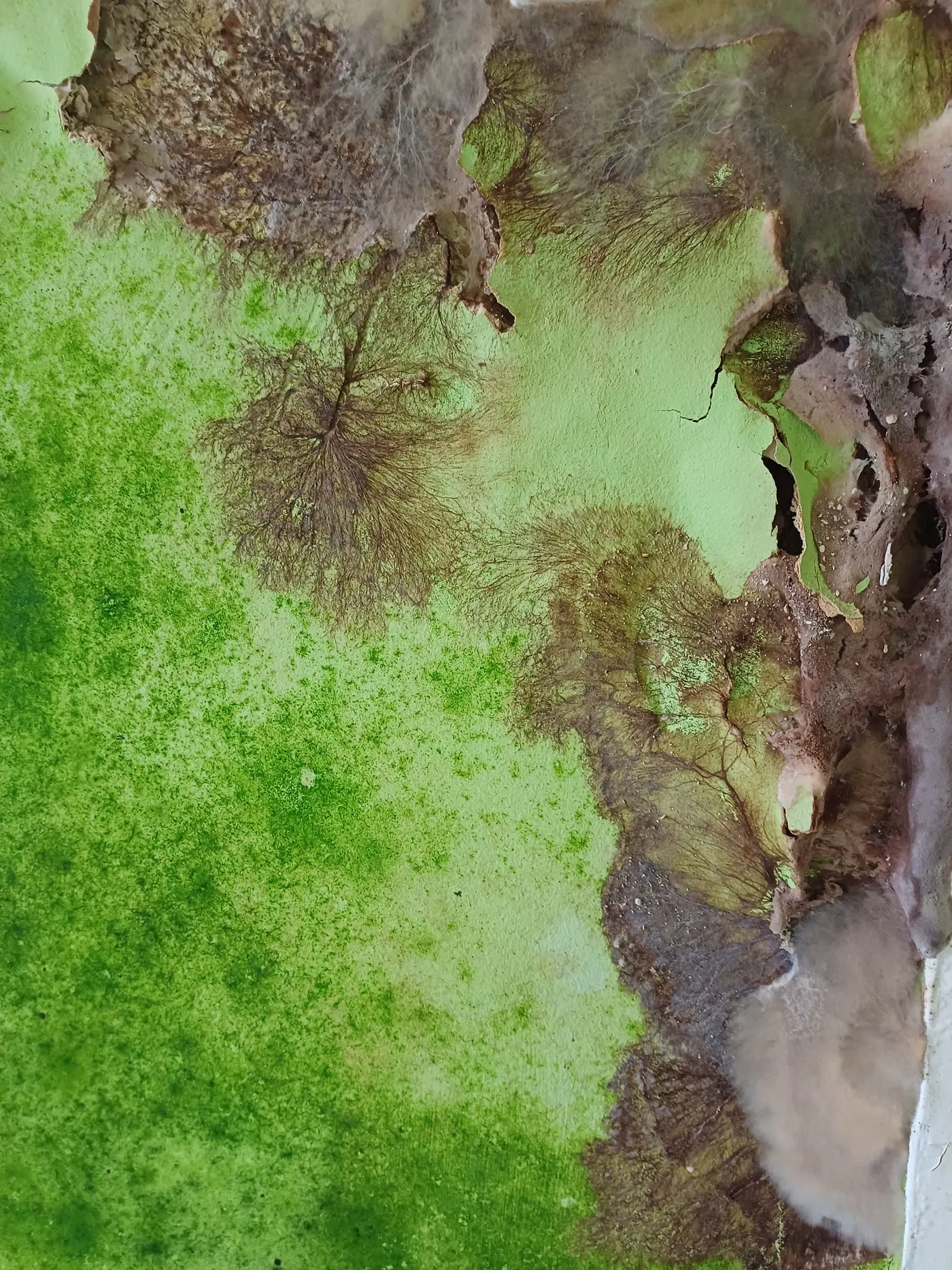 Fine dark brown branching strands of cellar fungus fanning across a damp wall covered in bright green algal growth.
