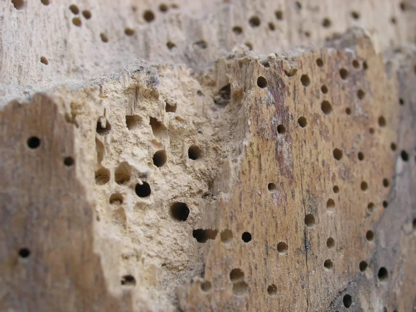 A broken block of beech riddled with round woodworm exit holes about one to one and a half millimetres across, with pale frass in the tunnels.